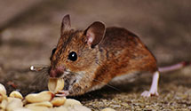 24 Hour & Emergency Exterminators in Buck Creek, IN